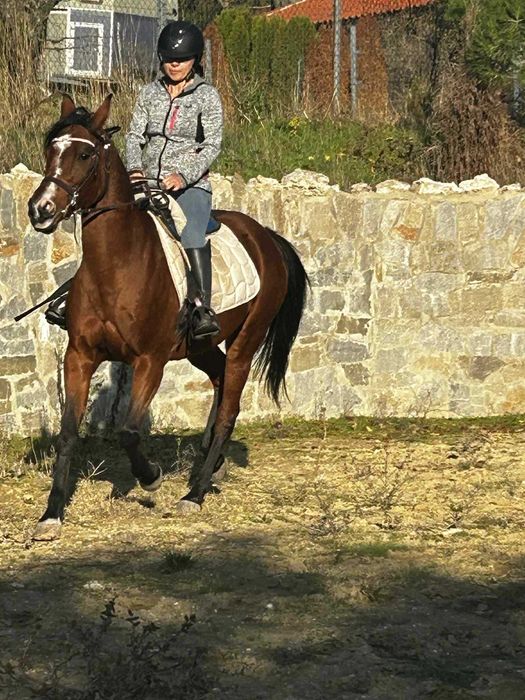 Чистокръвна Арабска кобила