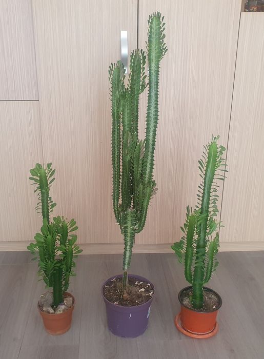 Cactus natural  .