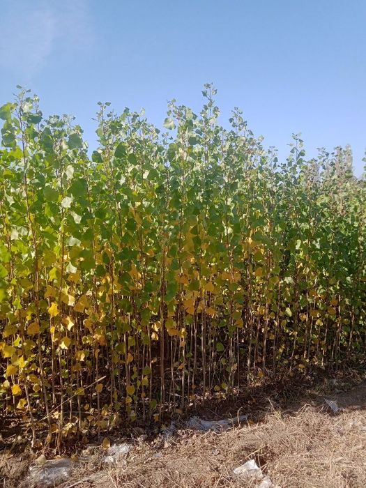 Терак кочат Terak kòchat