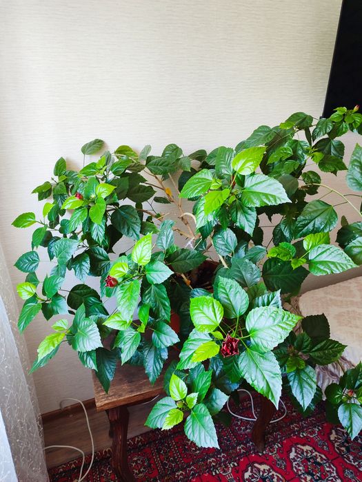 Продам комнатную розу