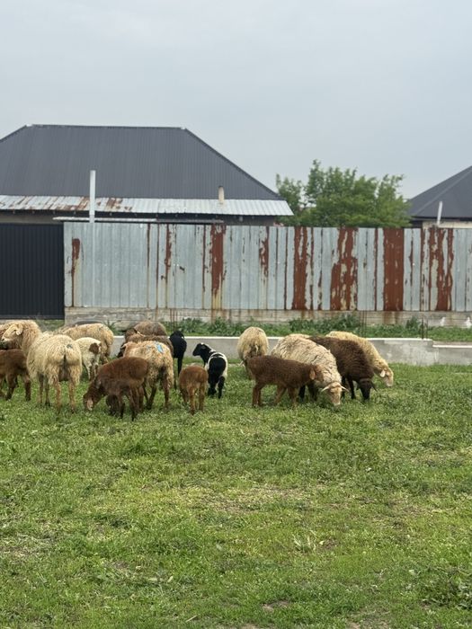 Қозылы қой сатылады