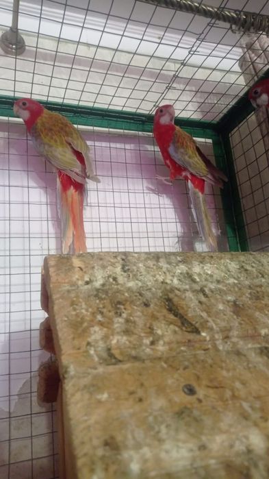 Золотая рыбка продаёт гранатовые разеллы