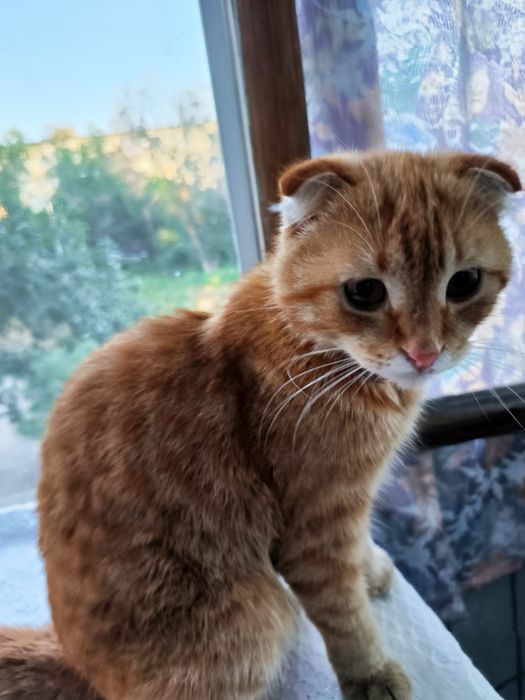 Рыжий вислоухий ищет дом