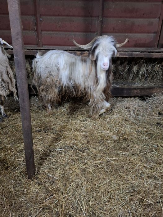 Продавам 1 бр калоферски пръч на 3 години