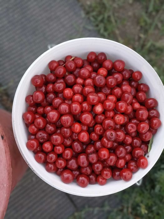 Продам дачную вишню