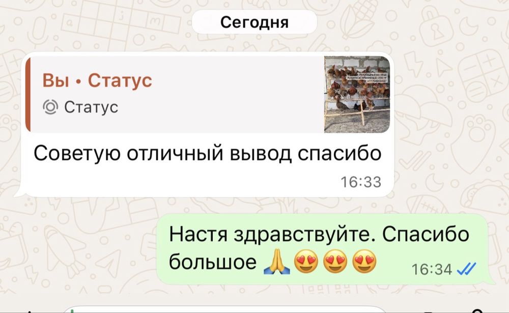 Инкубационные яйца Кучинский юбилейный