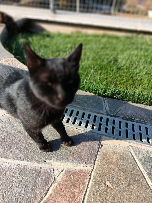 Отдам кошки котят бесплатно
