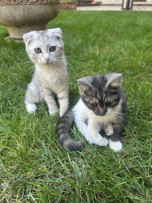 Scottish Fold кошки девочка/мальчик/Scotish fold mushuklar