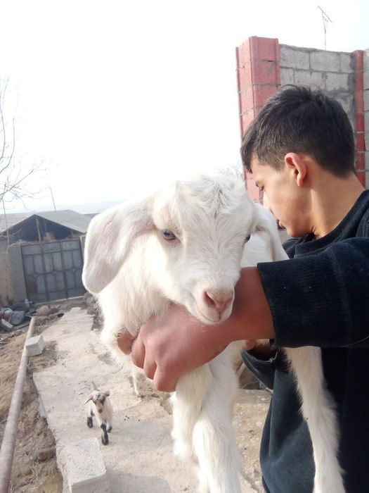 Echki sotiladi 2 ta bolasi bor 2.5litrdan 3litrgacha sut beradi