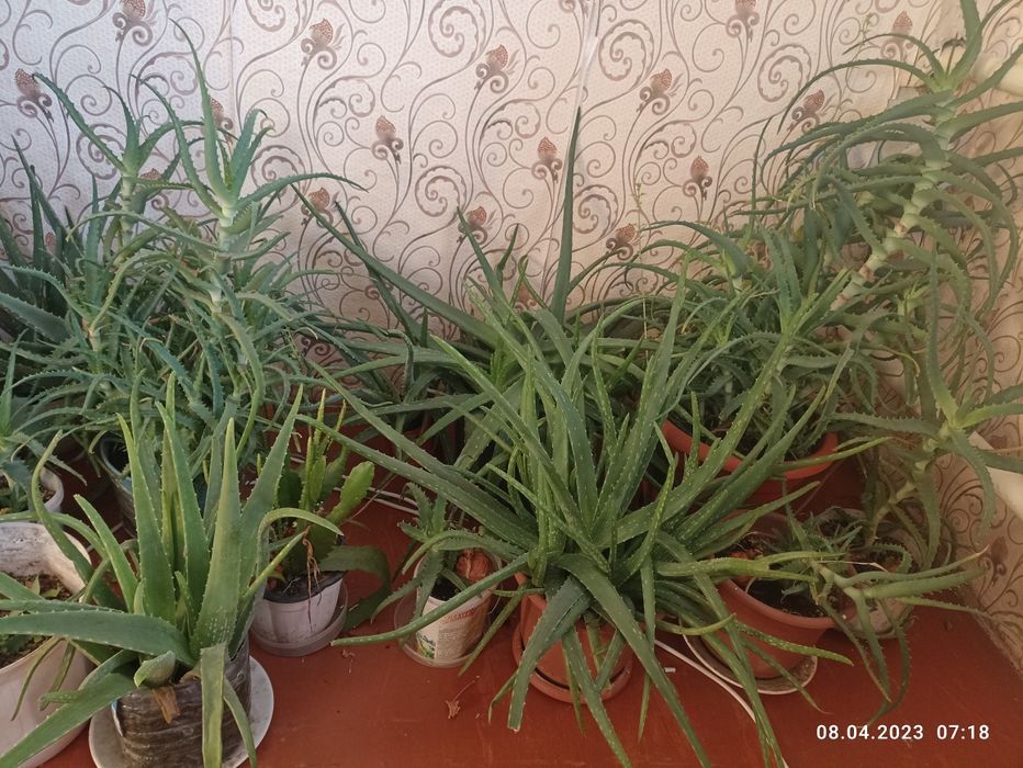 Продам  алое вера листьями и саженцами