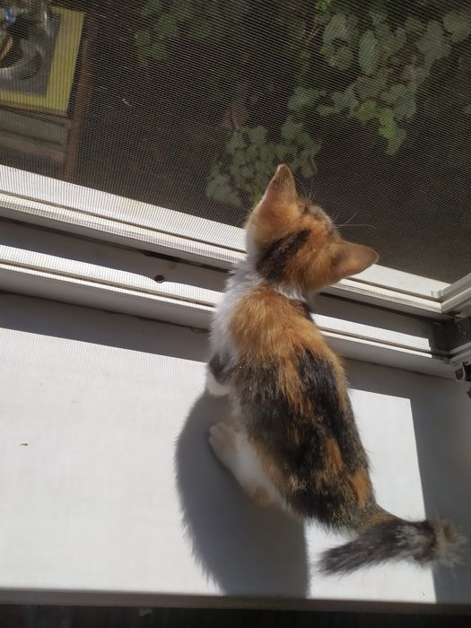 Отдам котенка в добрые руки