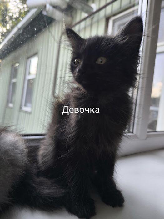 Отдам котят в добрые руки