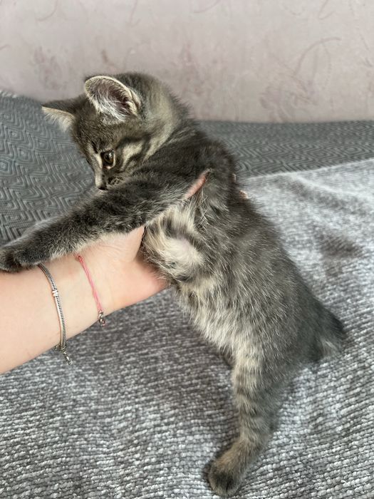 Отдам котёнка в добрый руки