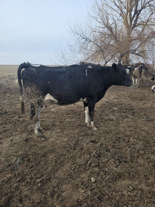 Буаз сиир корова