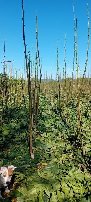 Puieți de nuc de vânzare