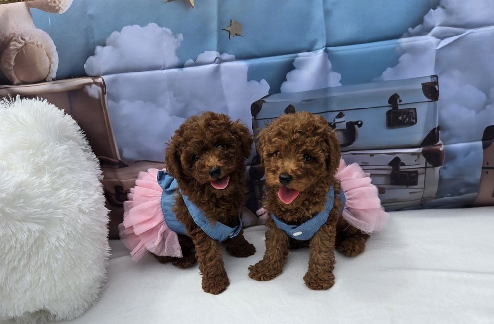 Пудел той Poodle toy с родословие