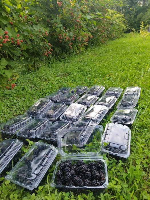 Mure proaspete de vânzare