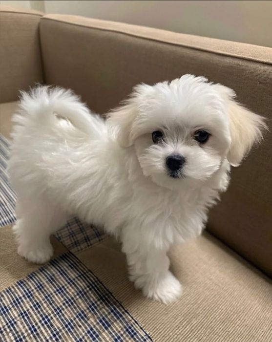 Fetiță Bichon Maltez