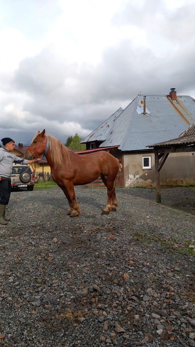 De vanzare cal de 6 ani