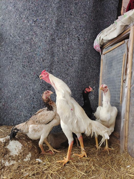 Бойцовый дакан балапандар сатылады