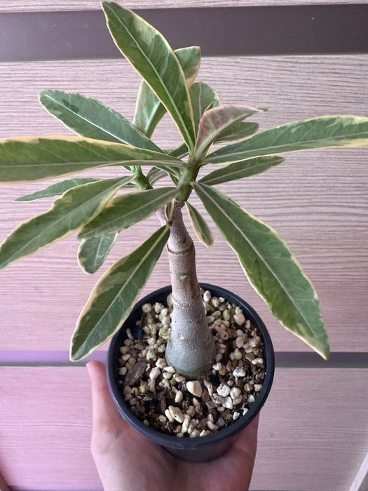 Продаю прививки сортовых адениумов