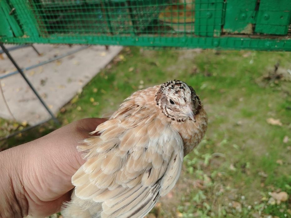Бөденелер сатылады