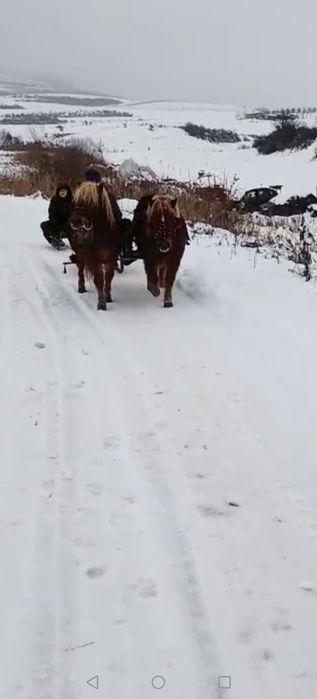 Mini ponei vârstă 3 ani