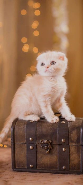 Мушукчалар. Котята мимишки