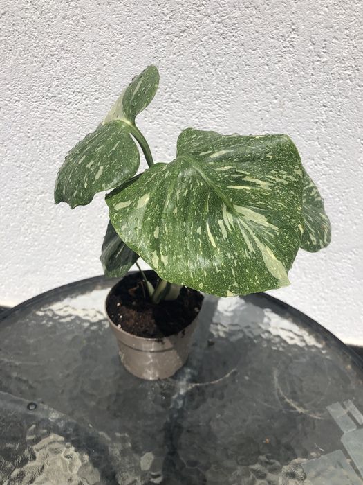 Monstera Thai Constellation