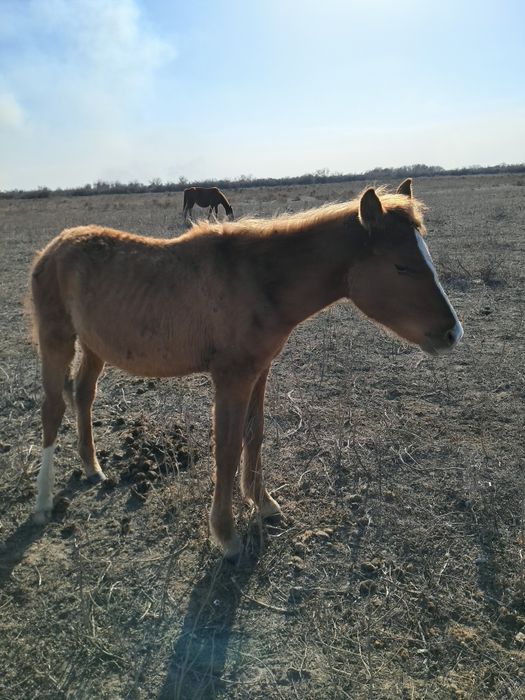 Еркек тай сатылад