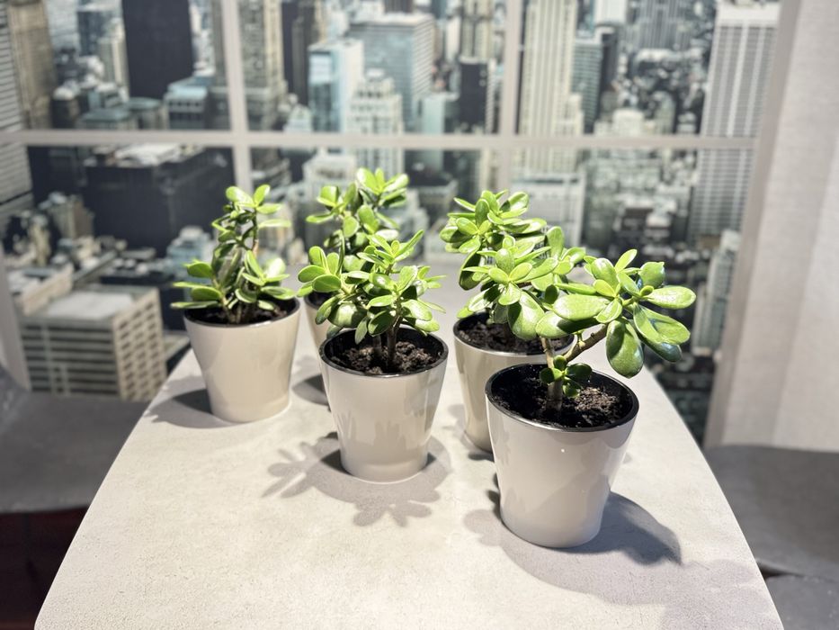 Денежное дерево(толстянка)