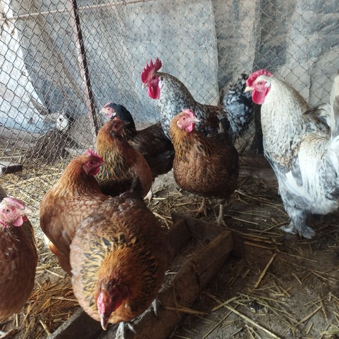 Продам куры домашние