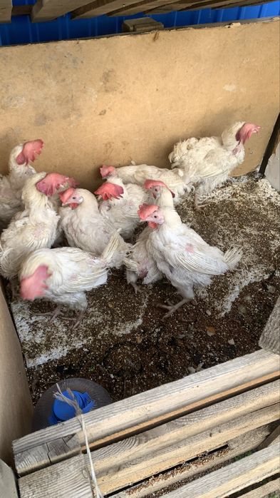 Курица    Несушки