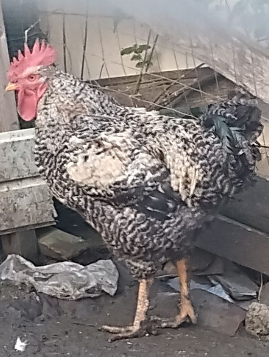 Vând cocoș , rasă bună