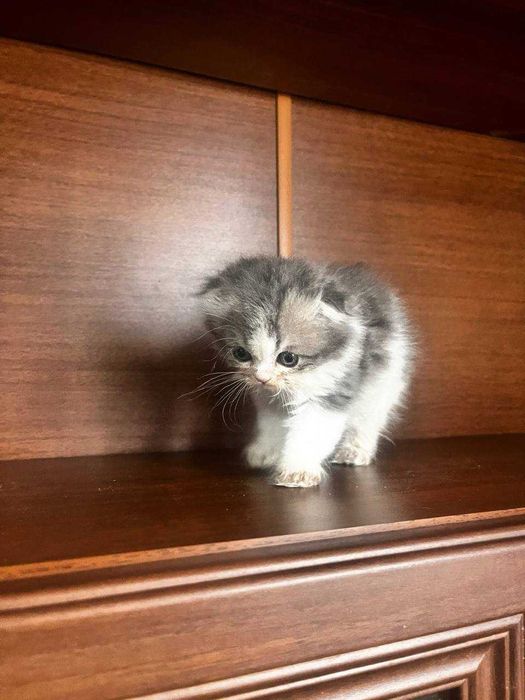Шотландские котята