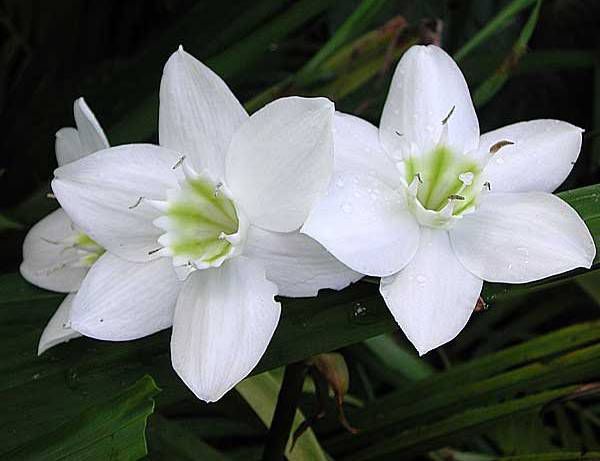 Продам фиалку,кактусы