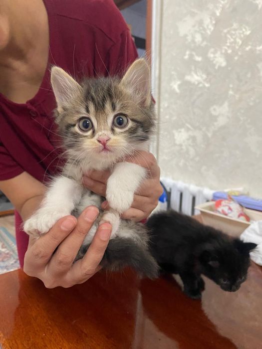 Котят в добрые руки