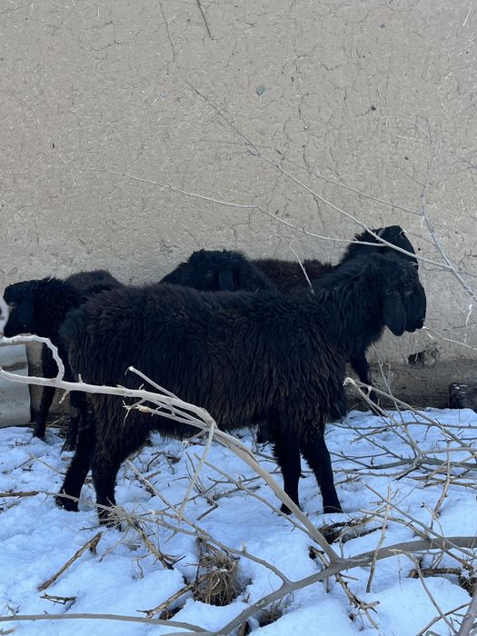 Тоқты қошқар бір ен бір қора