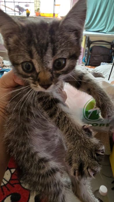 Котенок 2 месяца