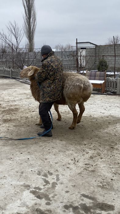 Арашан қошқар ..