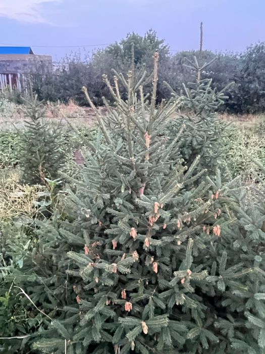 Колючий ели, выращенные нами