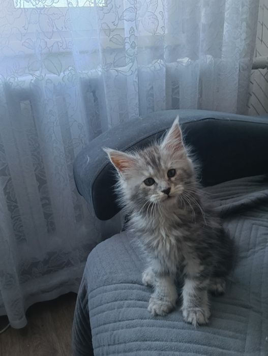 В питомнике есть Мейн куны