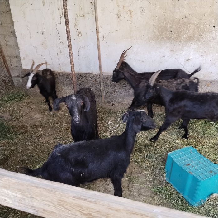 Ешкі сатылады Келісімді бағада