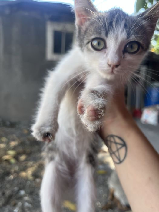 Котенок мольчик беспатно
