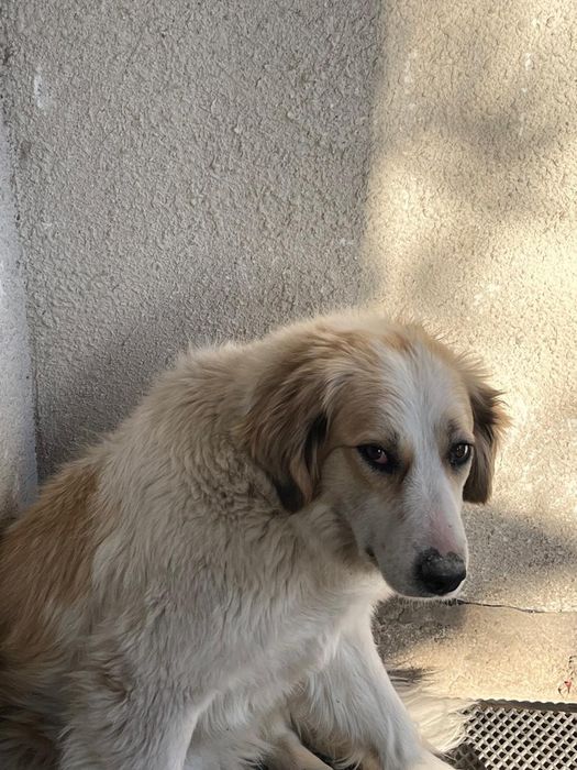 Собаке ищем семью срочно