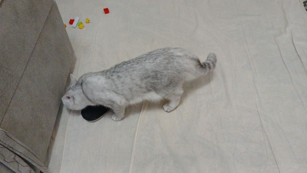 Чистокровная шиншилла