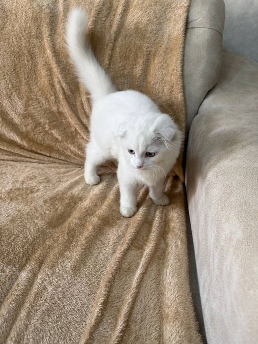 Biritanisky shinshilla