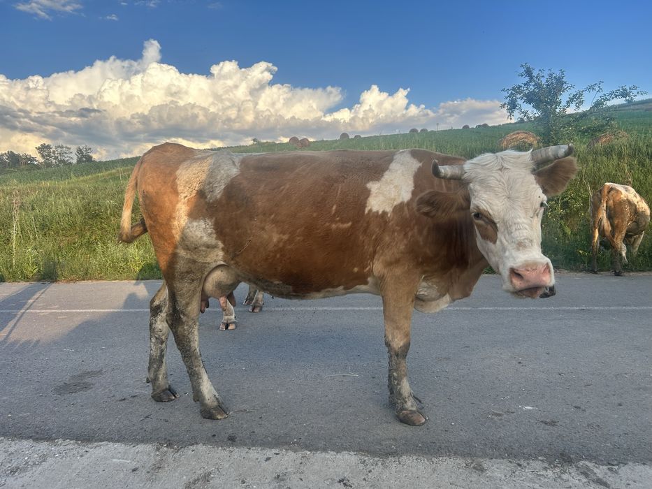 Vaci cu lapte,de vanzare!