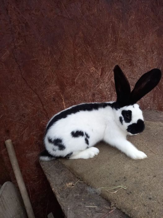 Femele fluture german