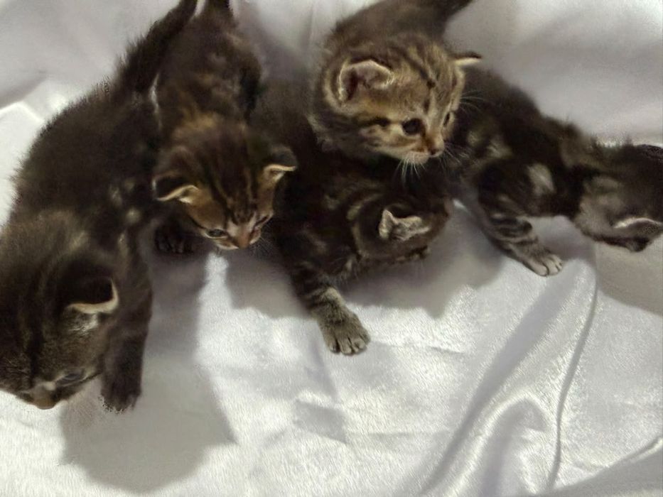 Котёнок шотландский